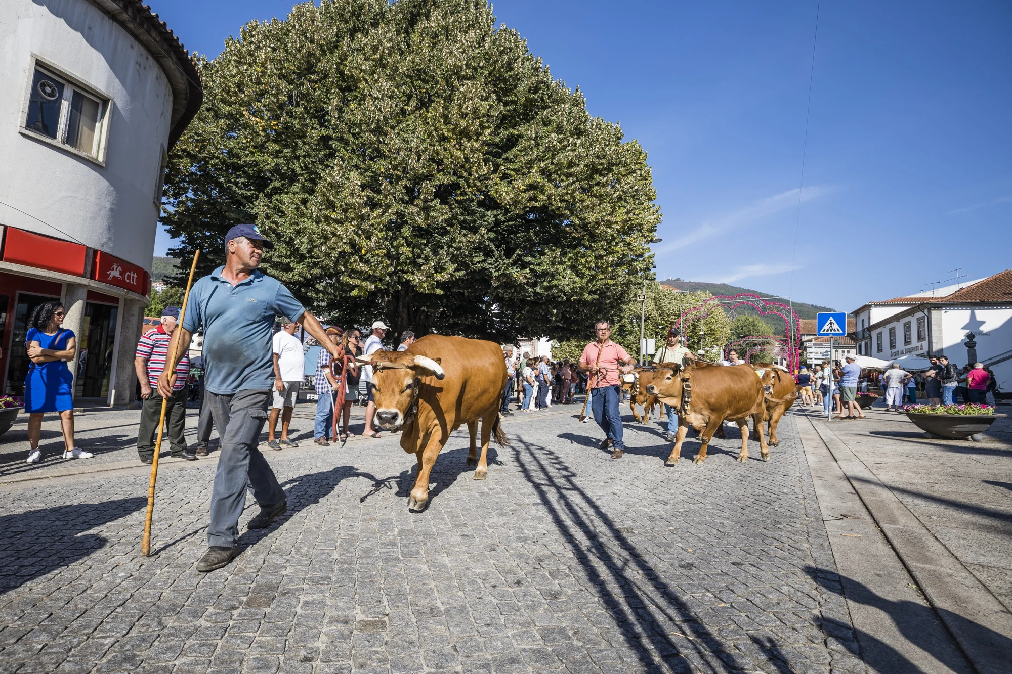 Desfile de gado e entrega de prémios
